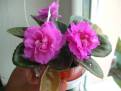 EK-Boginia Krasoty