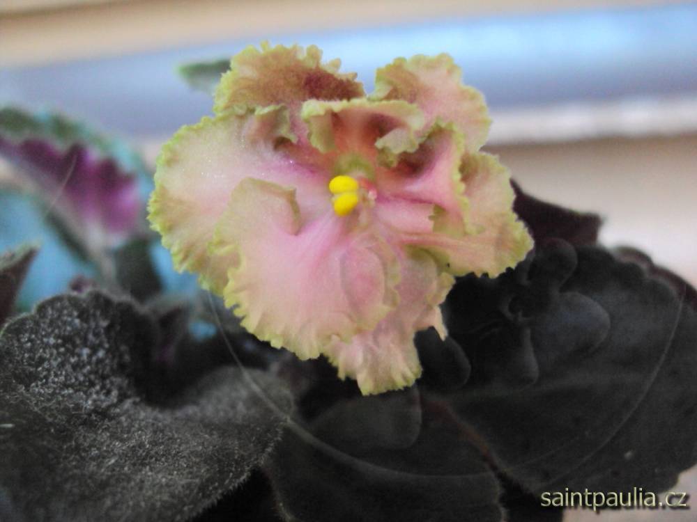 Rob's Antique rose