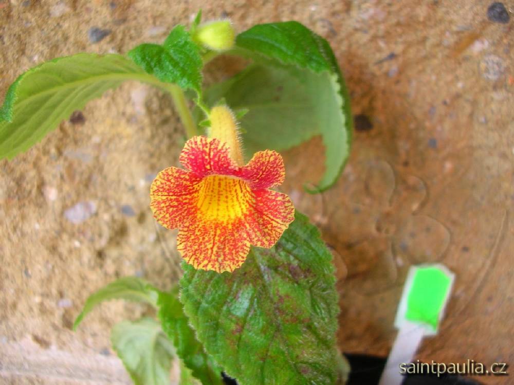 Achimenes antirrhina