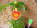 Achimenes antirrhina