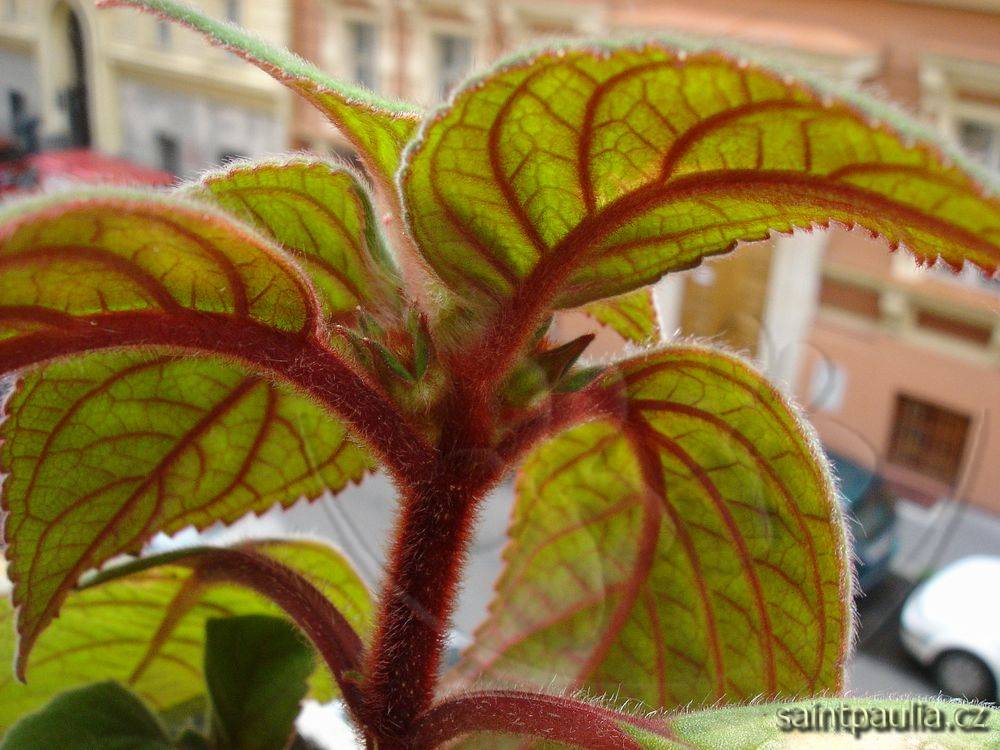 Kohleria eriantha