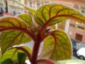 Kohleria eriantha