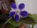 Bloomlover's Spirit