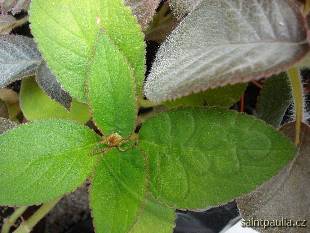 Kohleria spicata