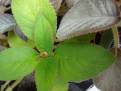 Kohleria spicata