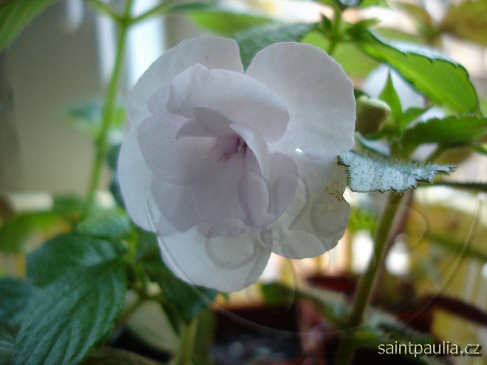 Double Picotee Rose