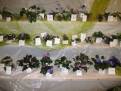 IMG 6296