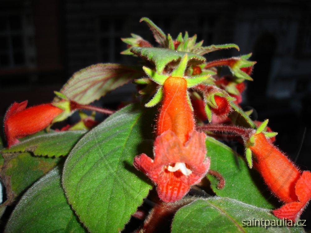 Kohleria eriantha