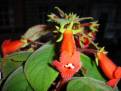 Kohleria eriantha