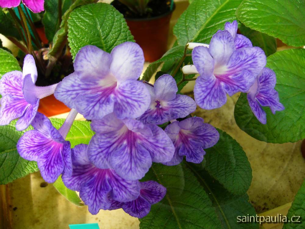 JL-Blossom for You