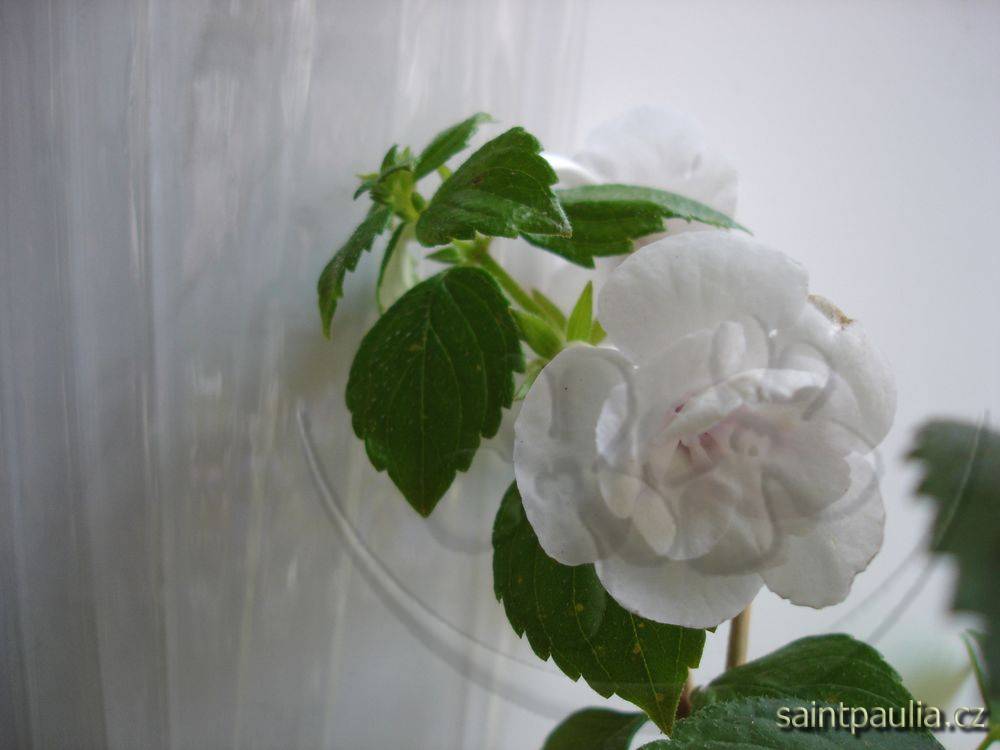Double Picotee Rose