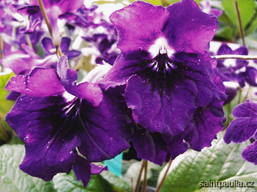 JL-Pansy Face