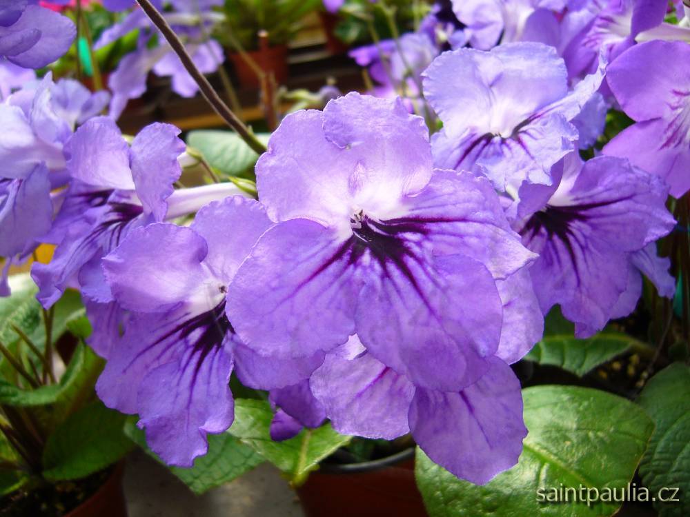 JL-Starry Sky