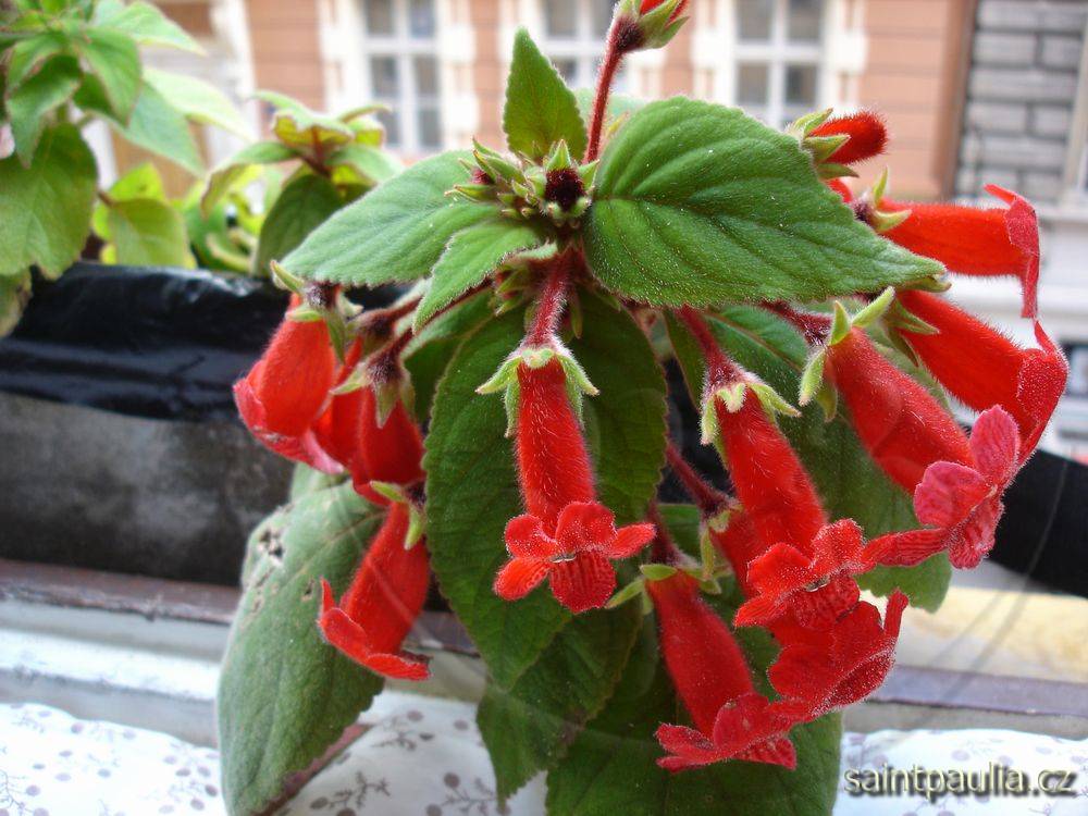 Kohleria eriantha