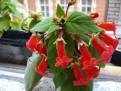 Kohleria eriantha