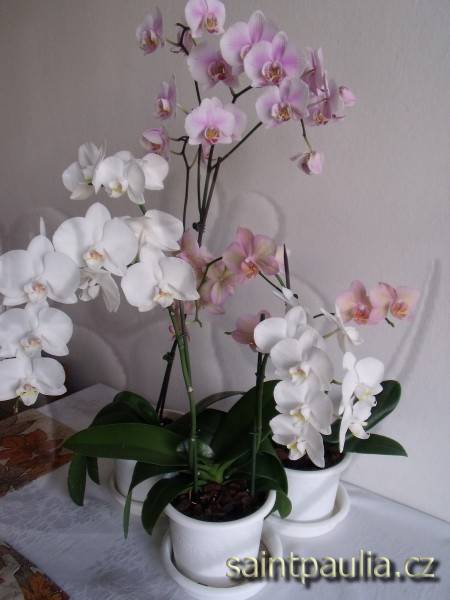 orchidej 1