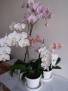 orchidej 1