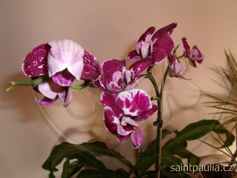 orchidej 10