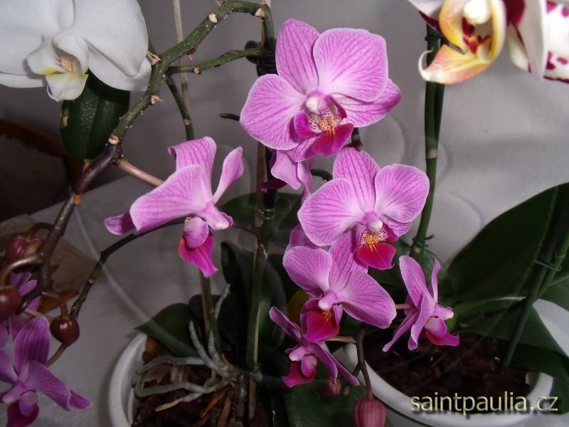 orchidej 11