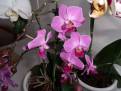orchidej 11