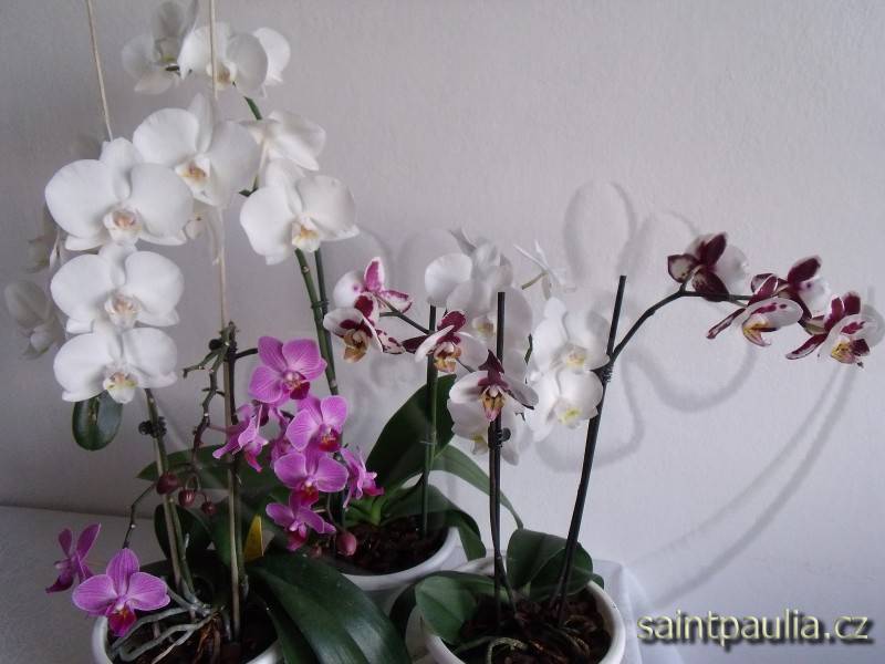 orchidej 13
