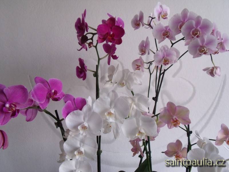 orchidej 14
