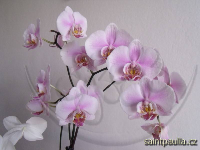 orchidej 15