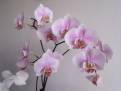 orchidej 15