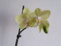 orchidej 18