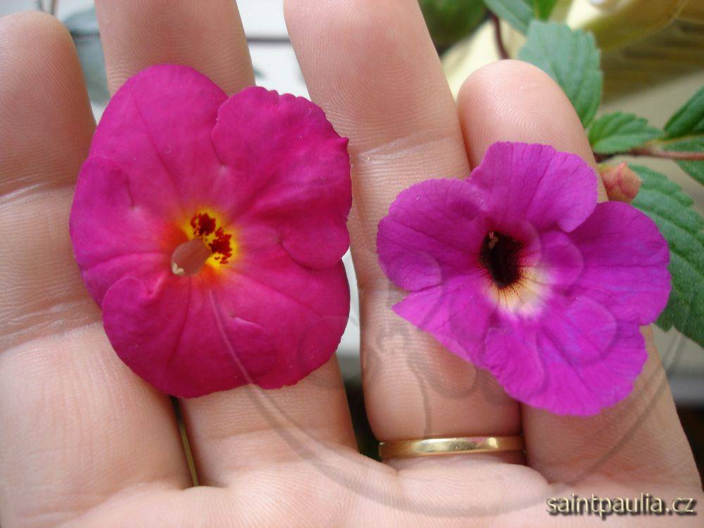 zz Elegance + Lavender Fancy