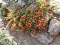 Zauschneria septentrionalis