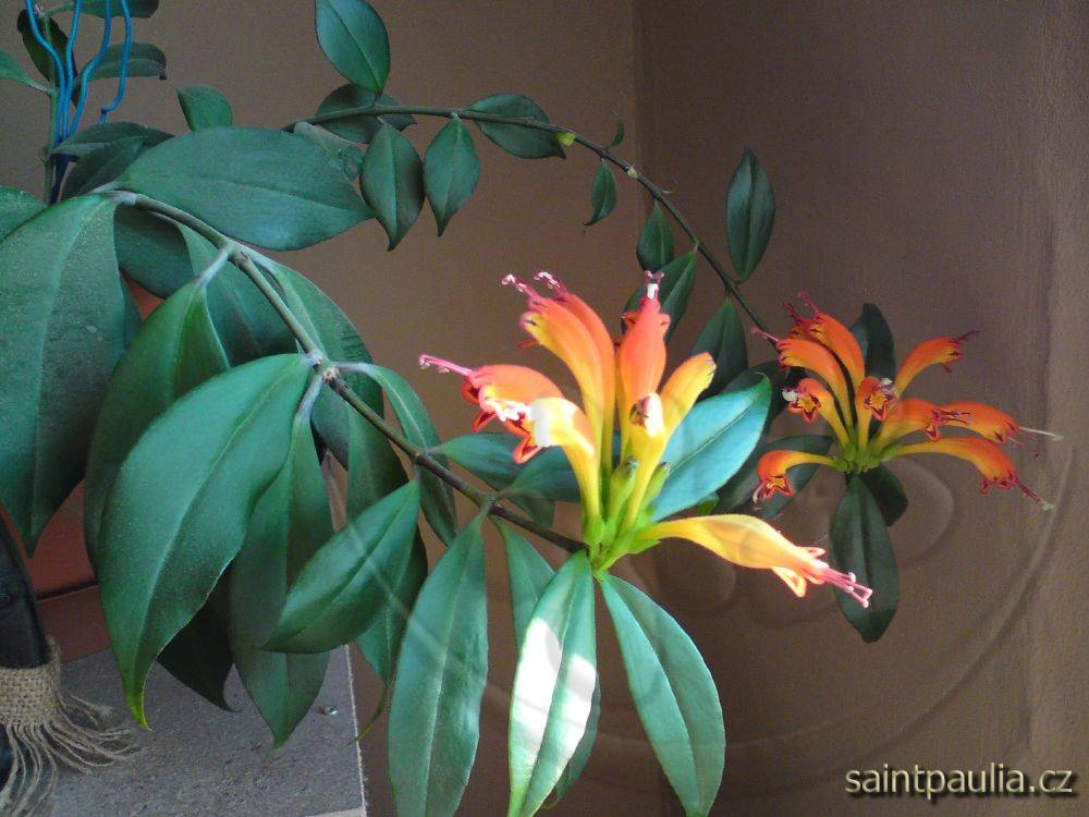 Aeschynanthus