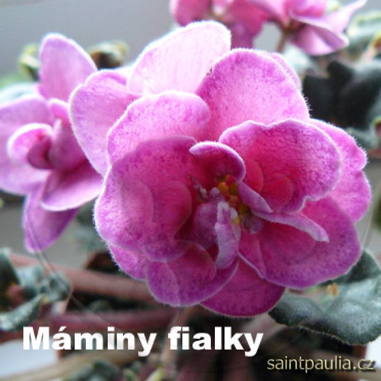 Ma's Melody Girl