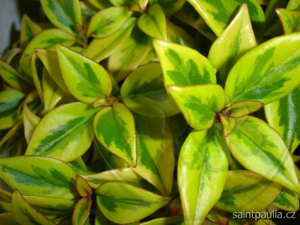 Nematanthus gregarius Sarah