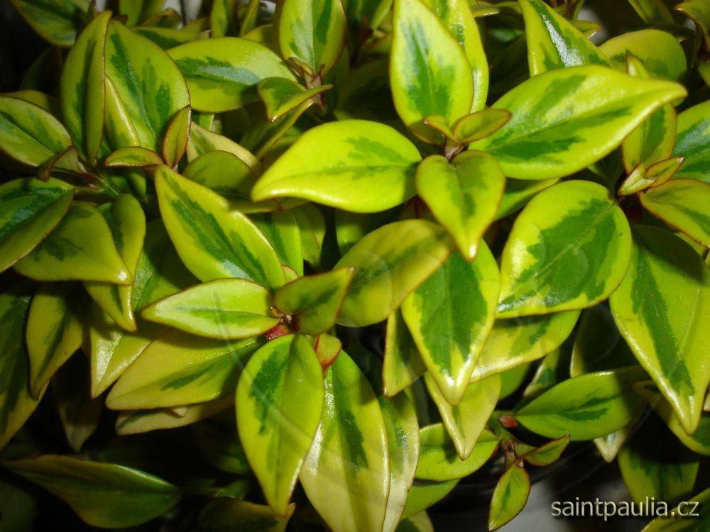 Nematanthus gregarius Sarah