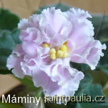 Rozovaia Pantera