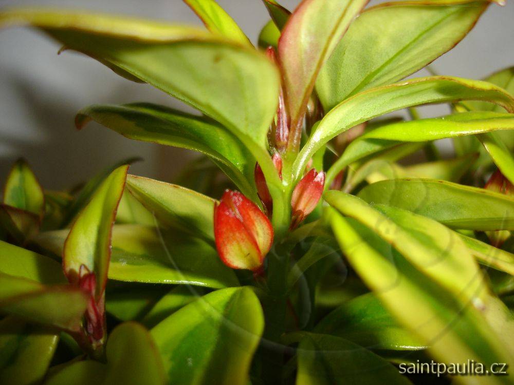 Nematanthus gregarius Sarah