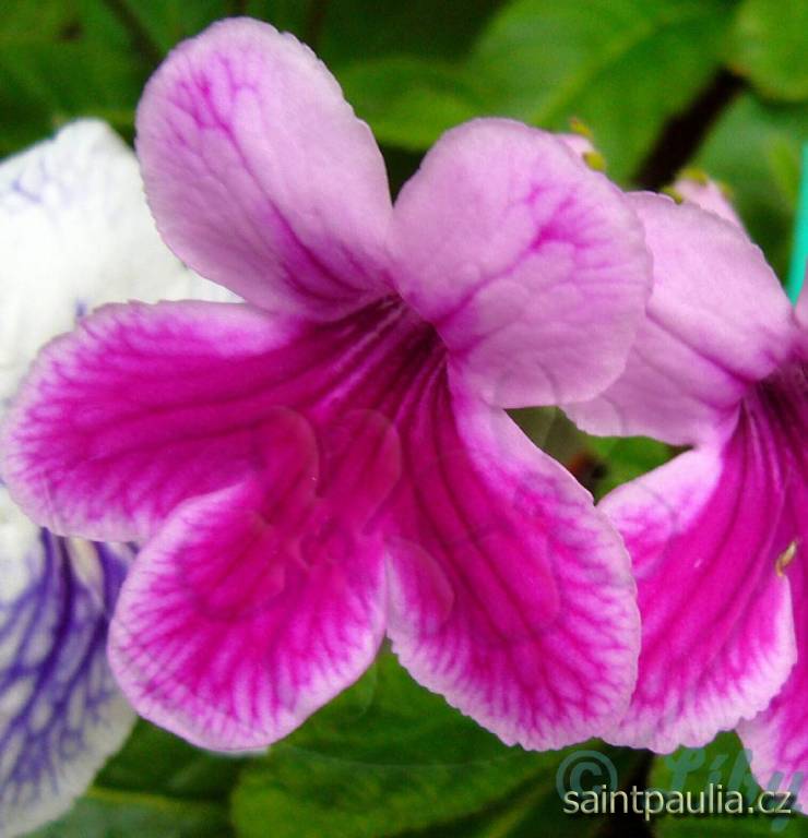 Caitlin