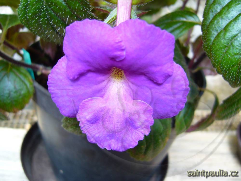 Pulcherrima