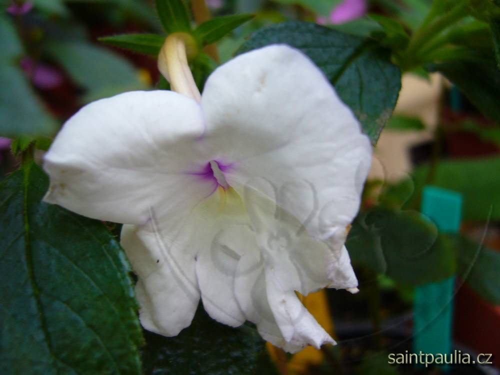 Achimenes longiflora