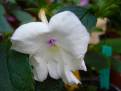Achimenes longiflora