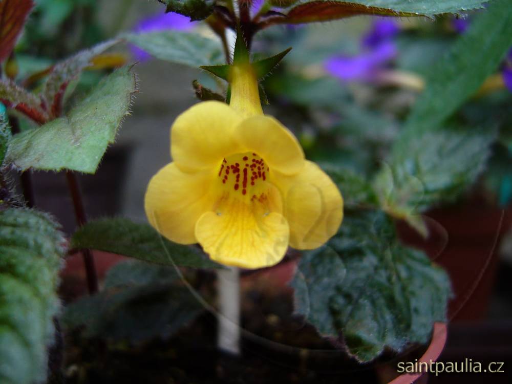 Yellow Beauty