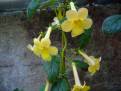 Clouded Yellow Stone