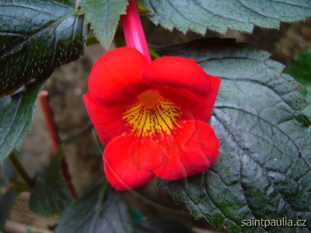 xAchimenantha Inferno