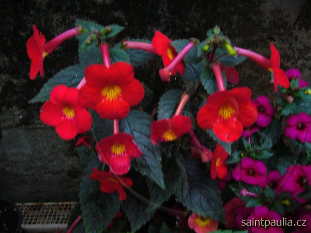 xAchimenantha Inferno