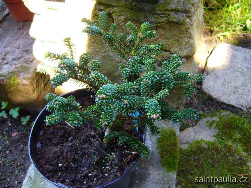 Abies koreana OBERON