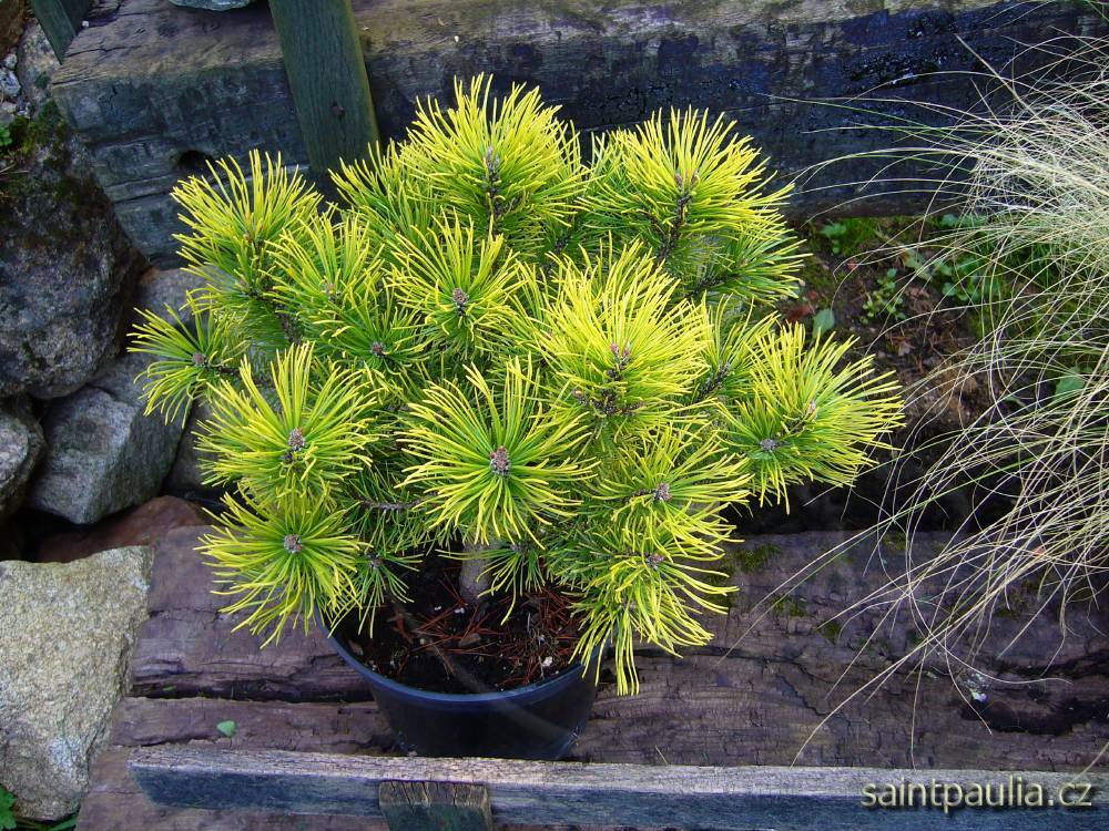 Pinus mugo OPHIR