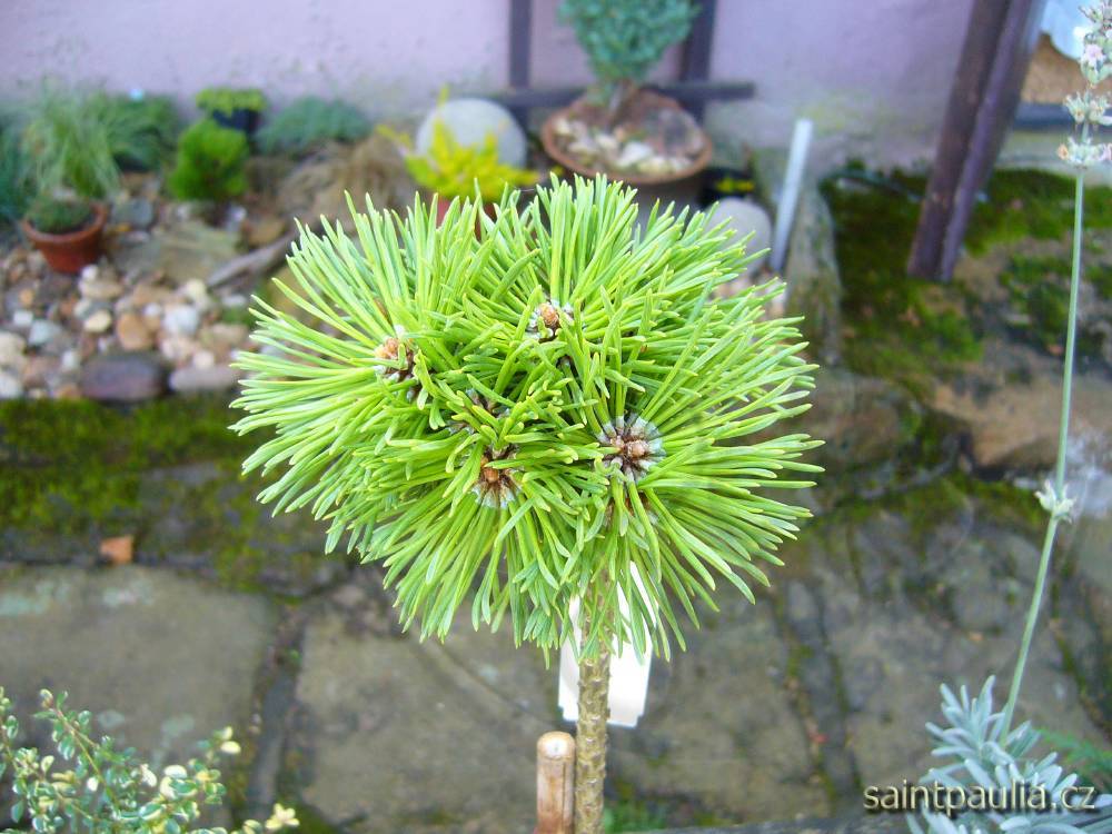 P.x pseudopum.Filigrand