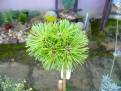P.x pseudopum.Filigrand