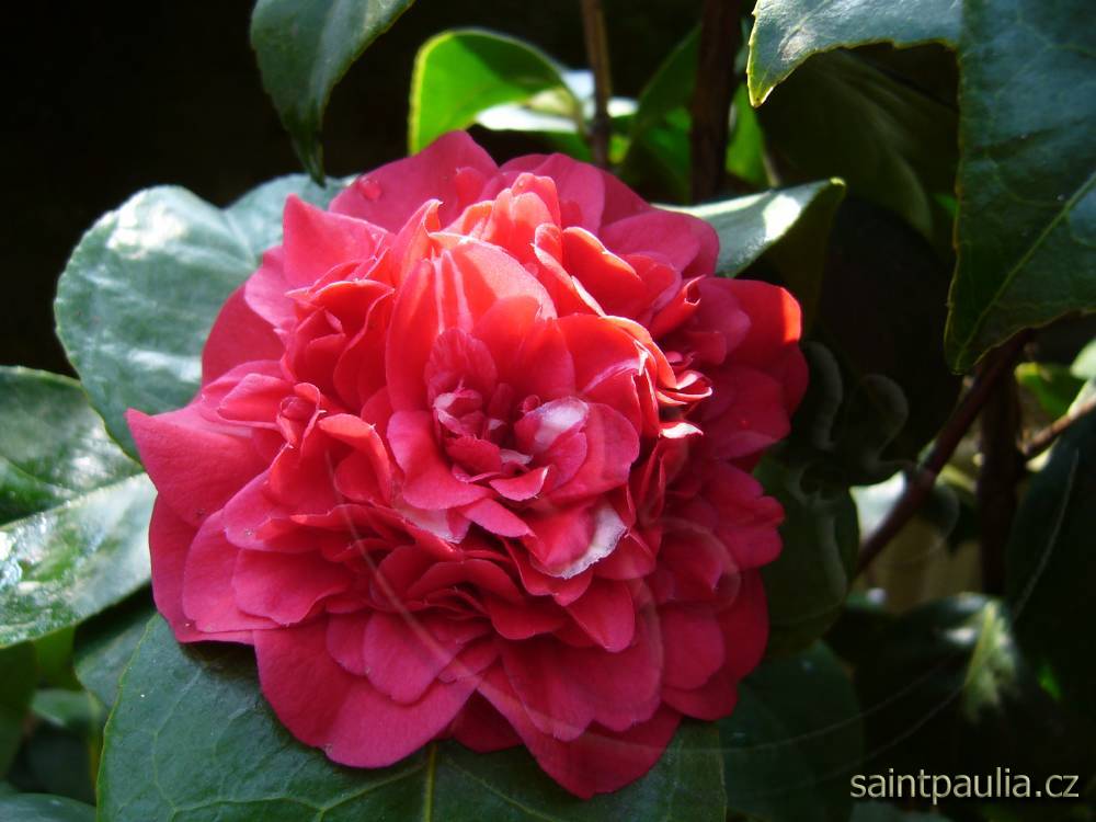 Althaeiflora